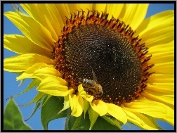 Owad, Słonecznik, Kwiat, Pszczoła